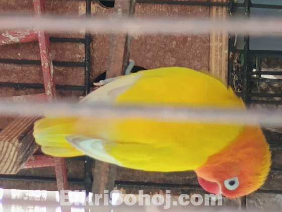 Lutino yellow Fischer breeding pair(লুতিনো ইয়েলো ফিশার)